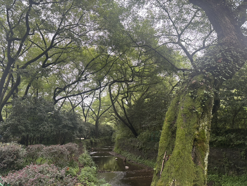 再走九溪烟树