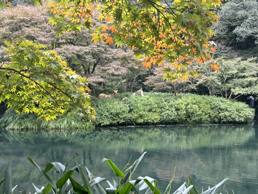 再走九溪烟树