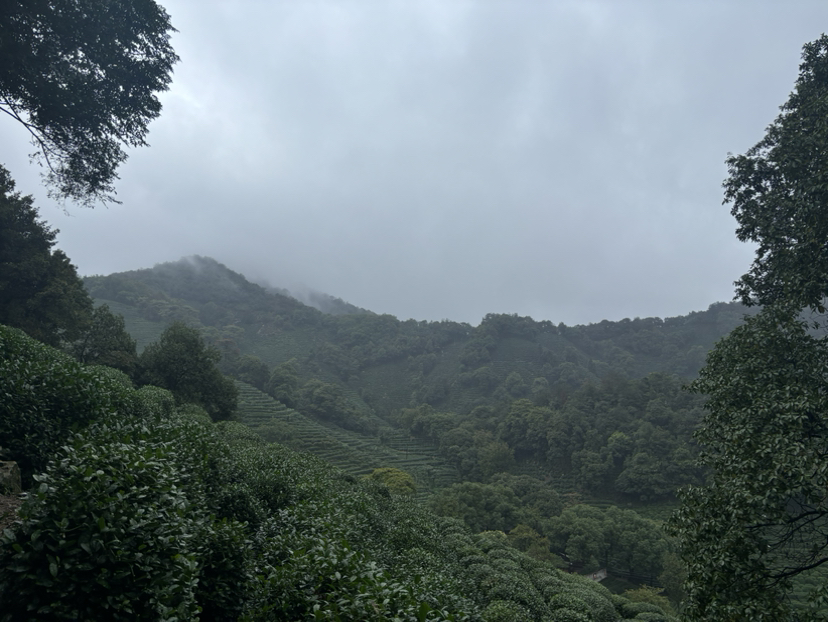 再走九溪烟树