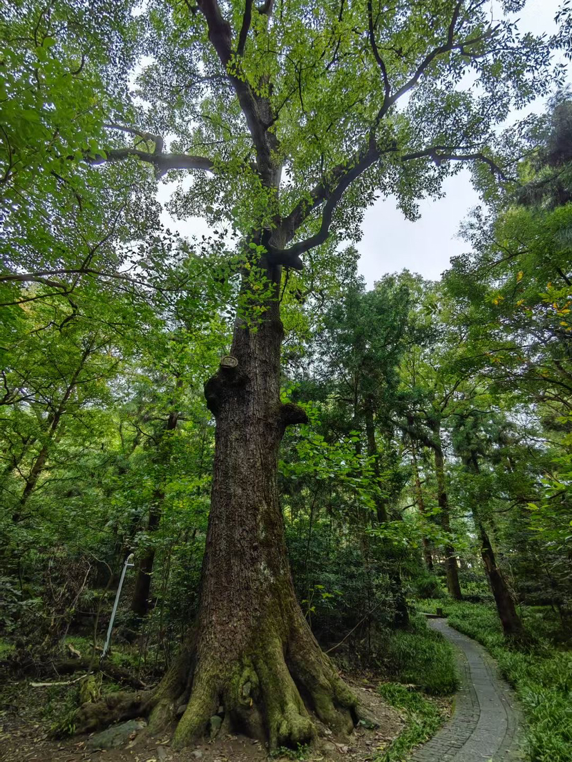 探秘西天目山