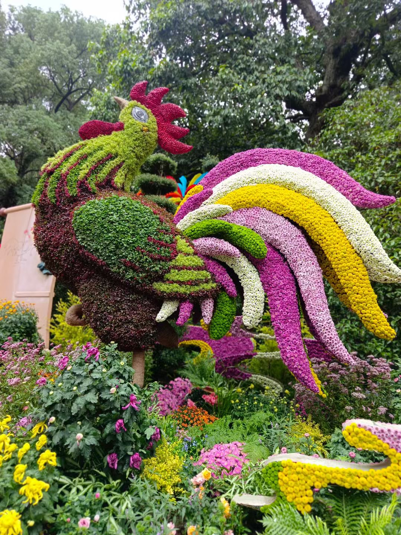 又是一年菊花开