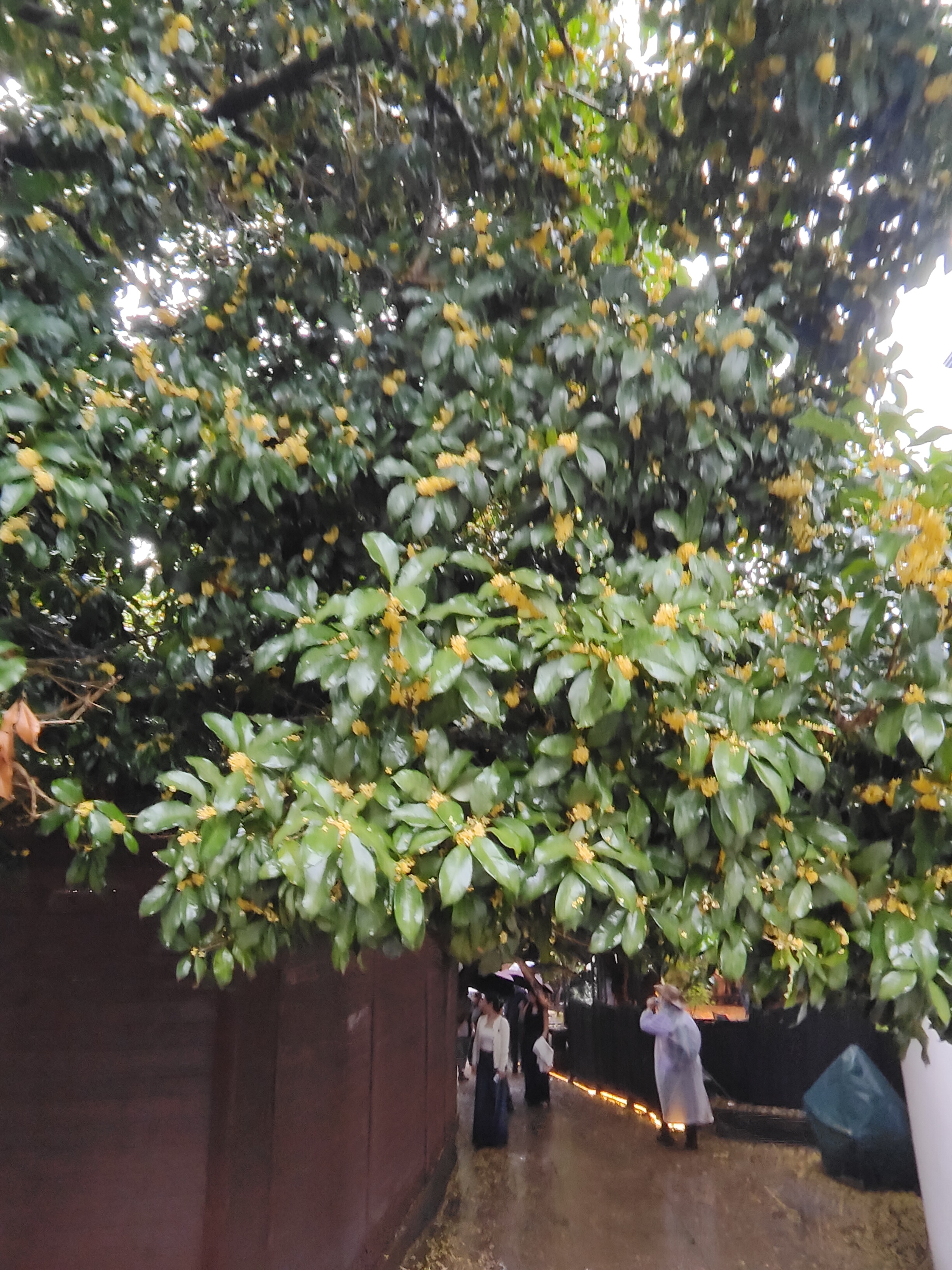 2024.10.15 满陇桂雨（五）