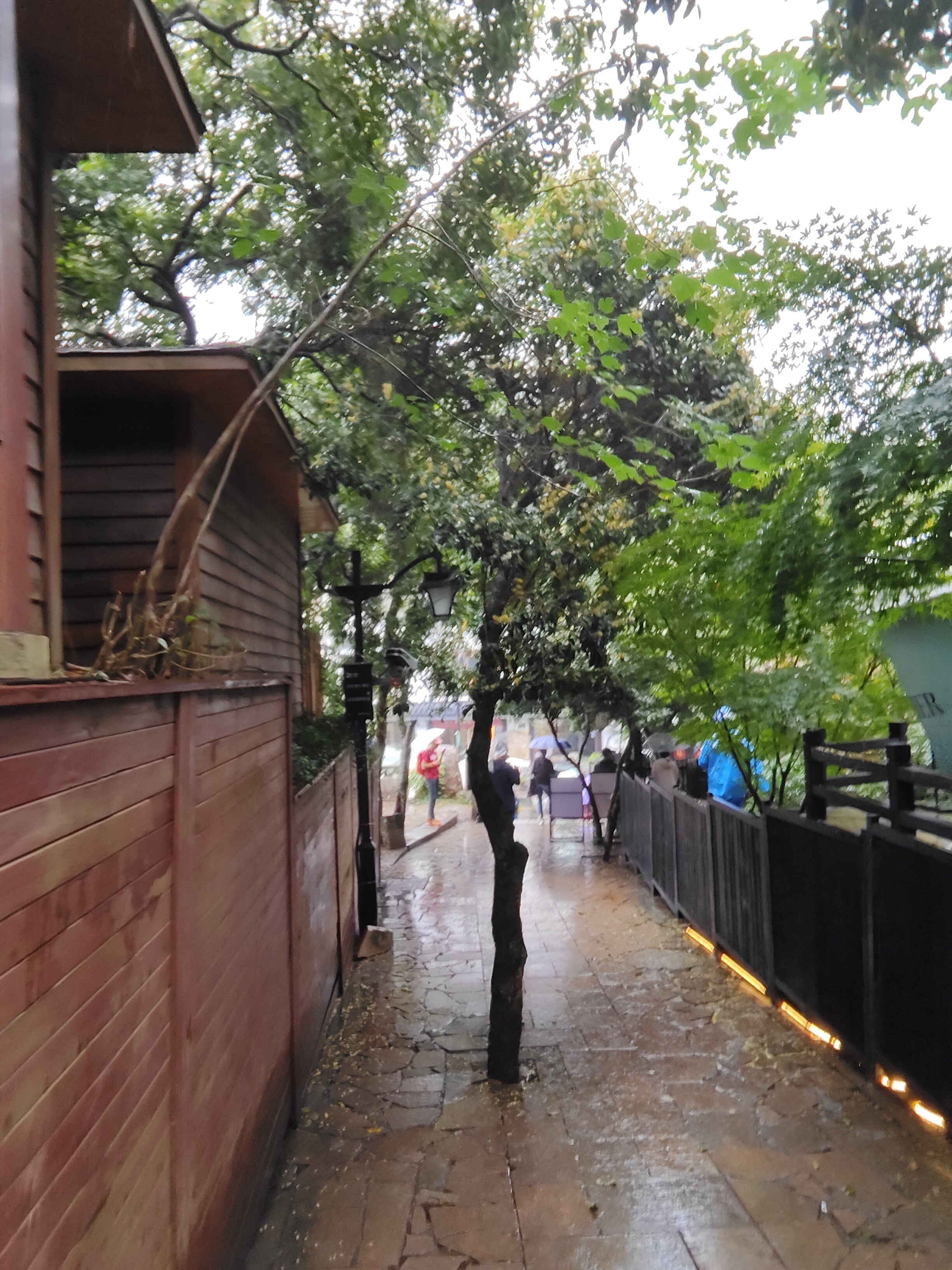 2024.10.15 满陇桂雨（五）