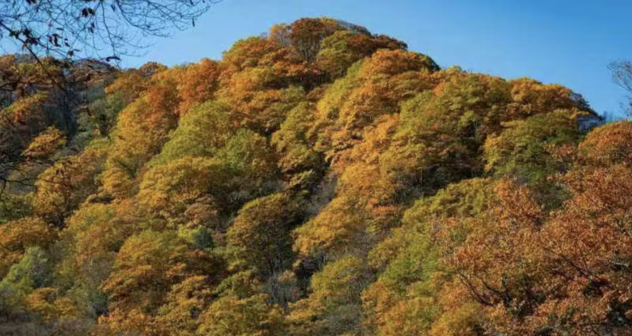 秋染光雾山~品光雾山遍野彩林</div>
</div>
<div class=