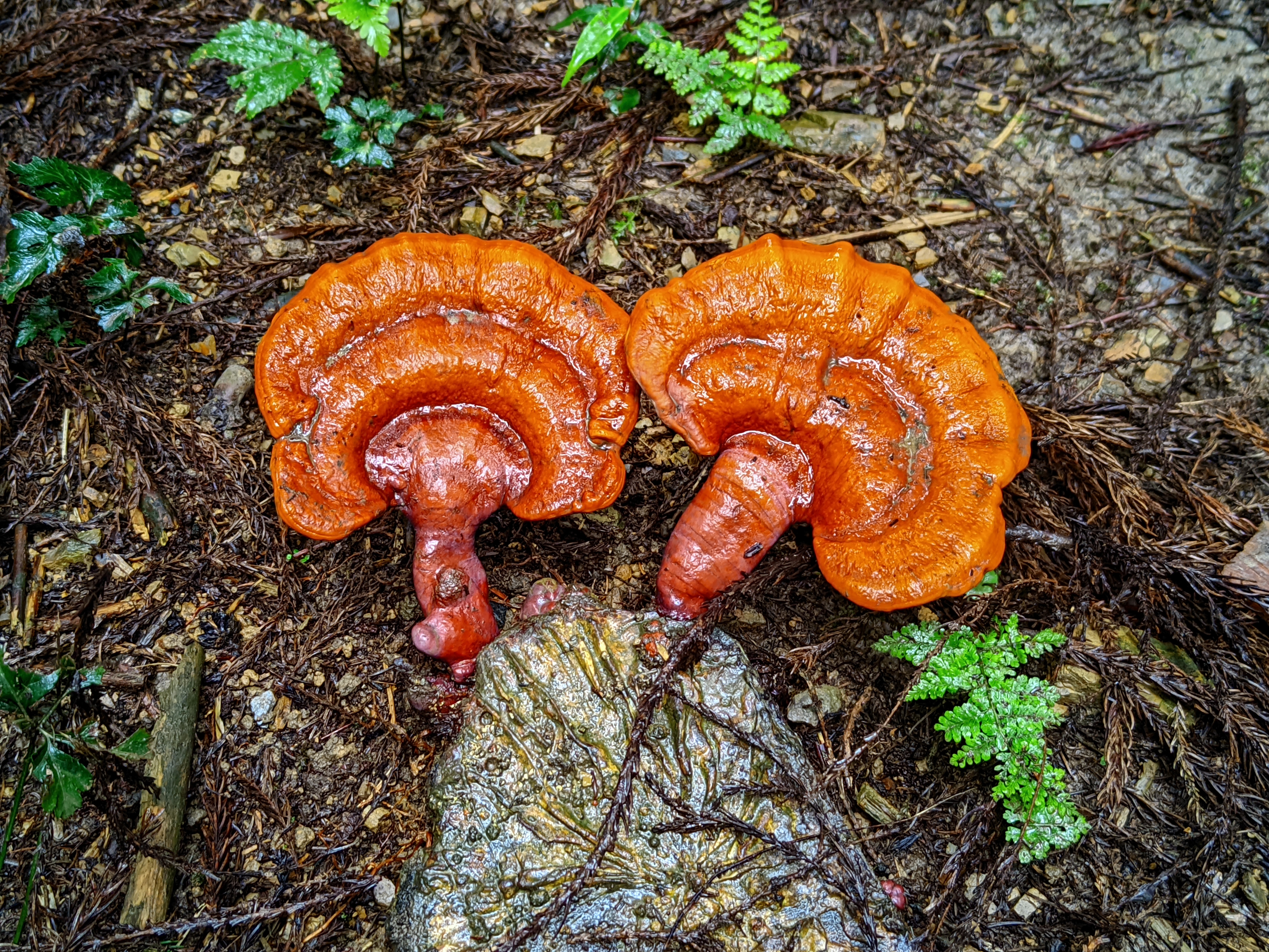 夏峰