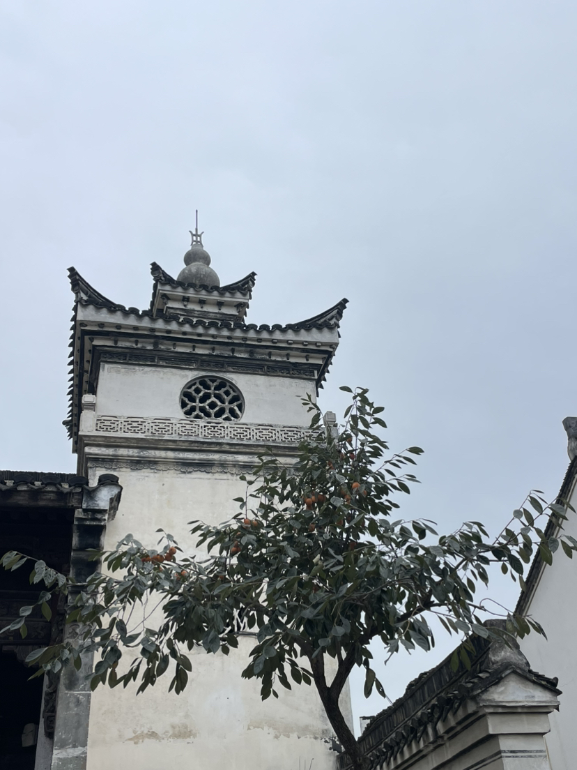 诸暨珍珠柿子行