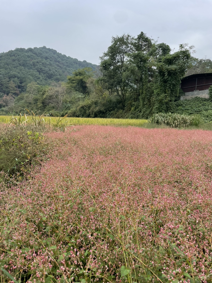 诸暨珍珠柿子行
