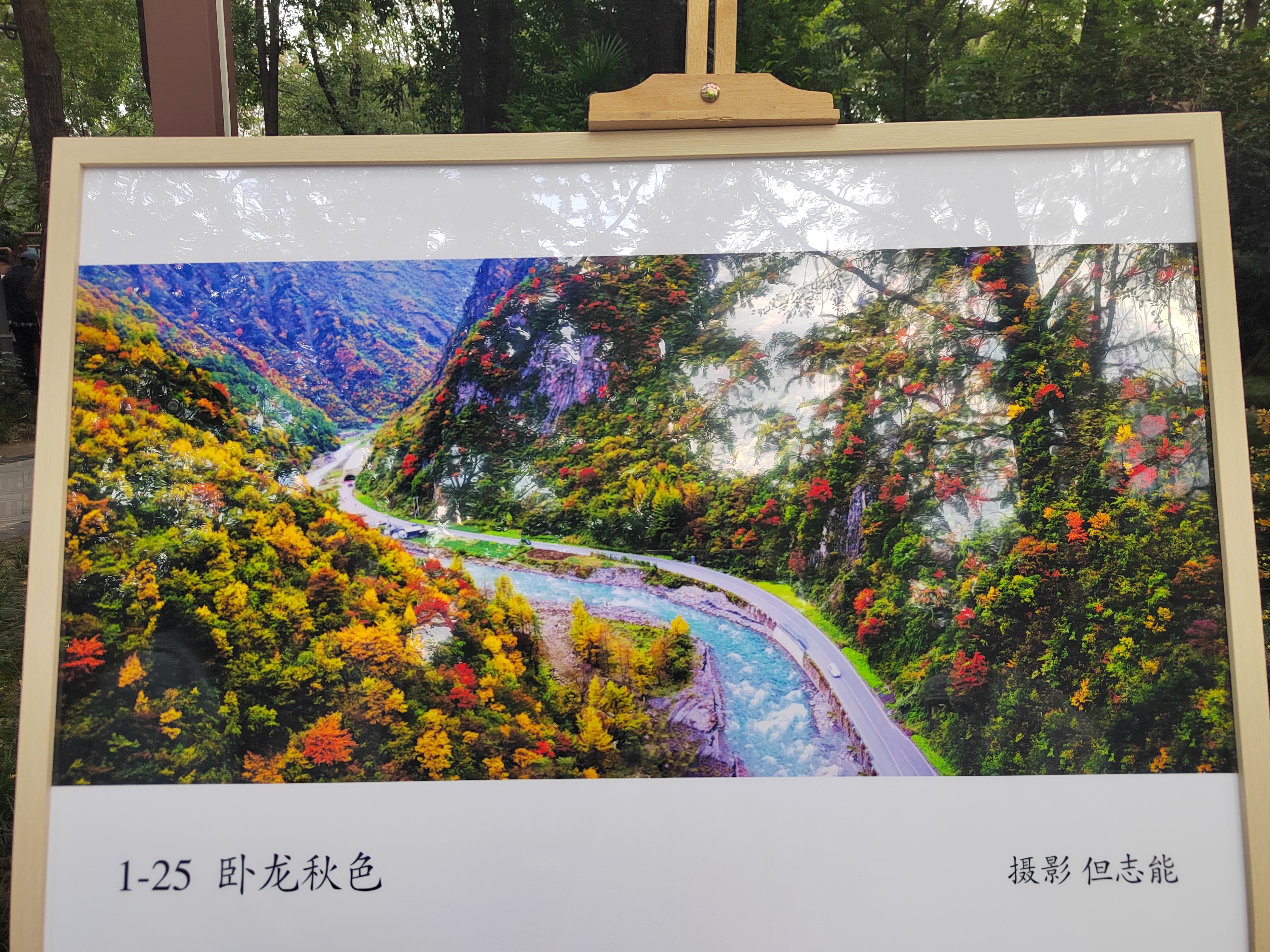 人民公园菊花展