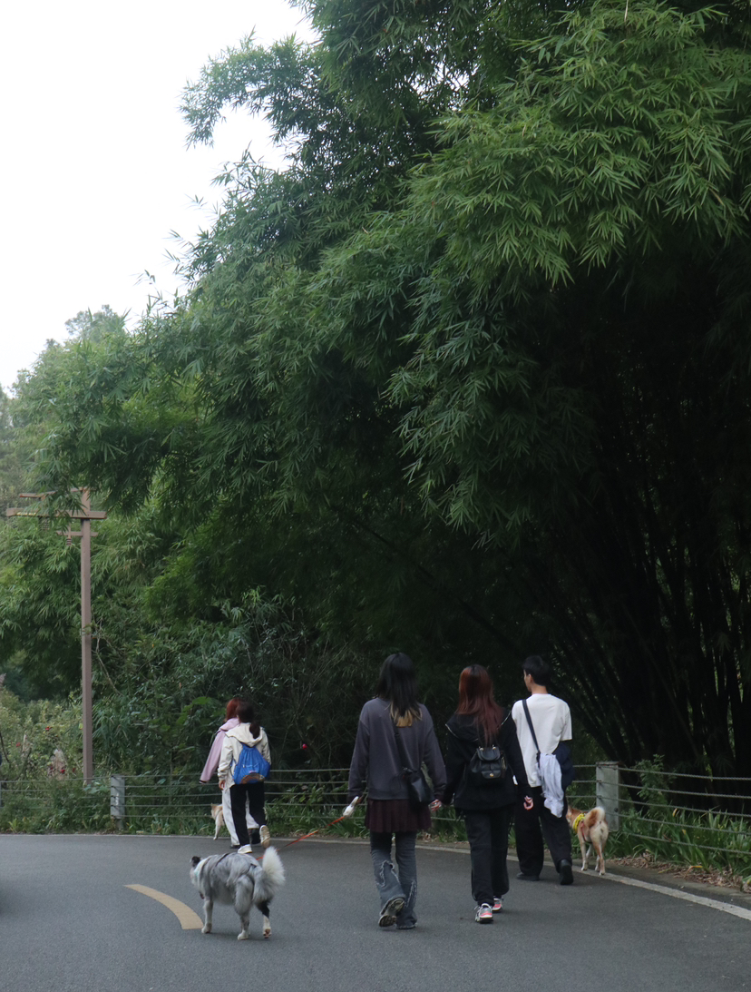 黄龙溪古镇+心道天堂