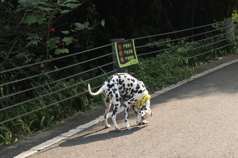 黄龙溪古镇+心道天堂