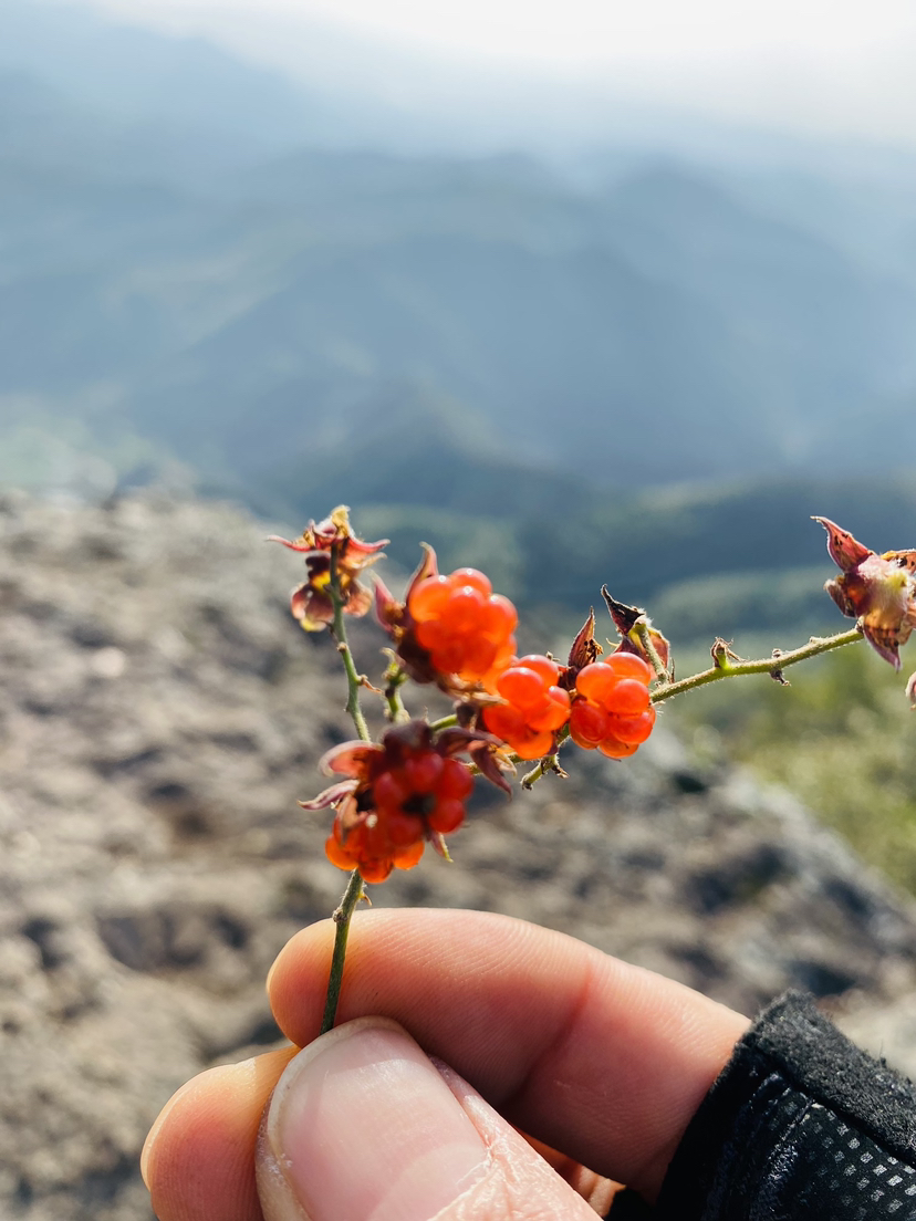 千年香榧道,秀美走马岗