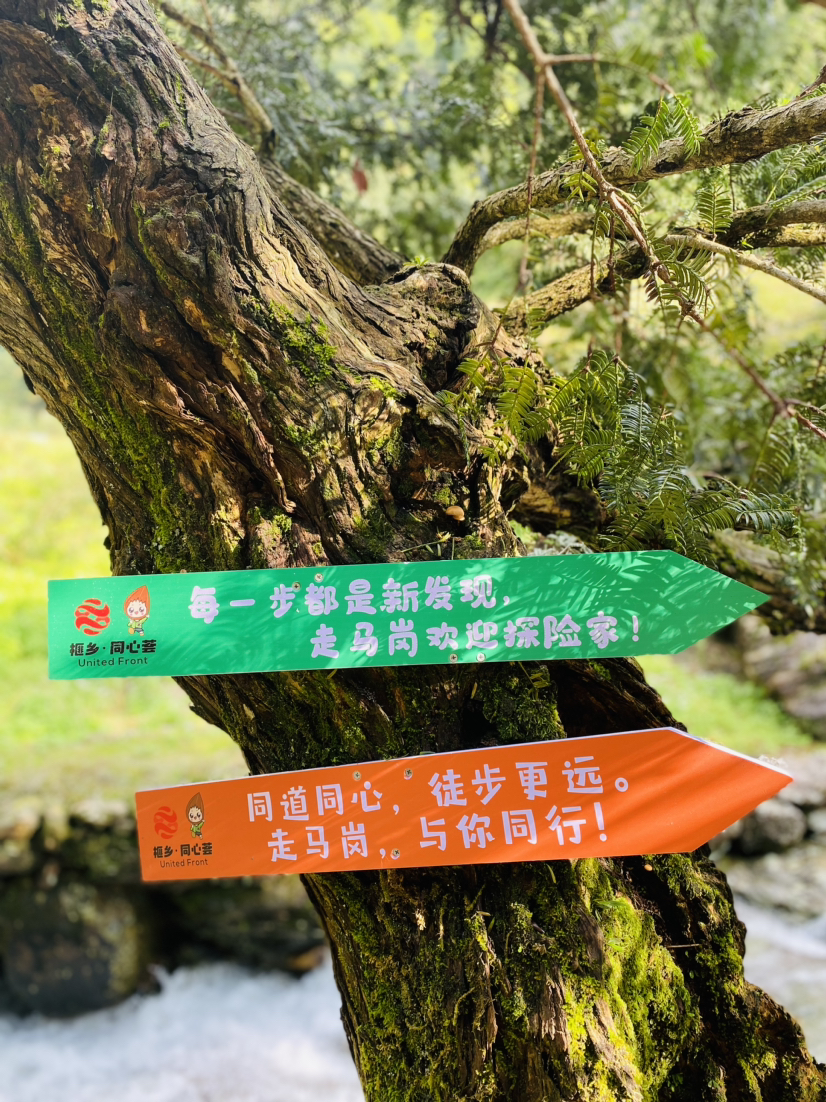 千年香榧道,秀美走马岗