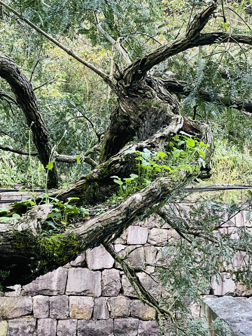 千年香榧道,秀美走马岗