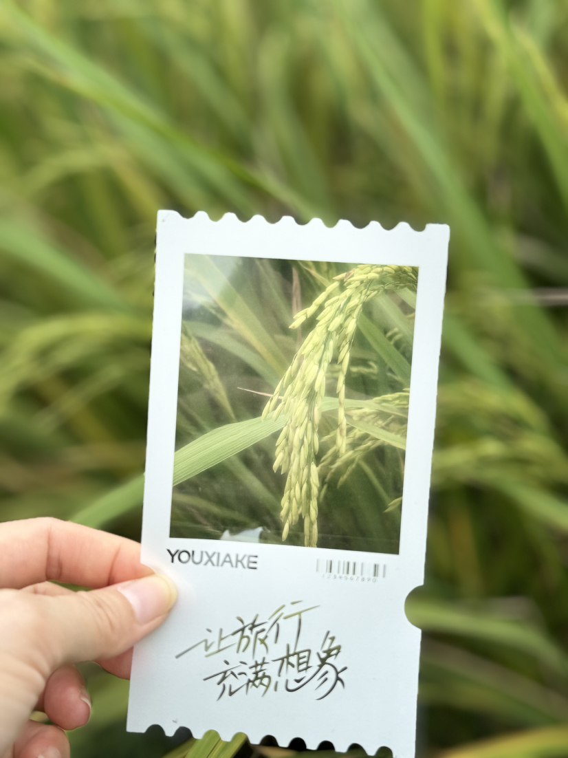 短袖广东的一点点秋色呀～浮月村梅家院盐焗鸡黄鳝饭走走停停赏金黄稻田看风吹稻浪赞#晒出秋天仪式感# @总舵主