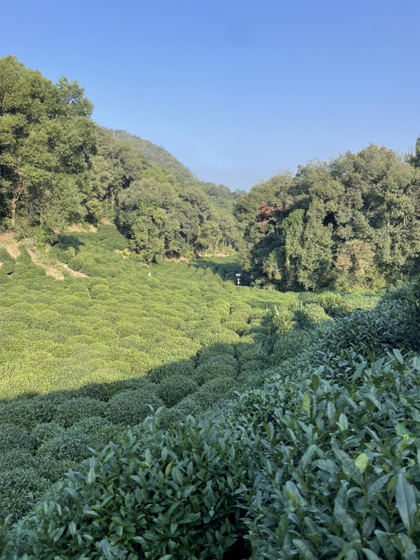 虎跑冷泉-马儿山-贵人阁-白鹤峰