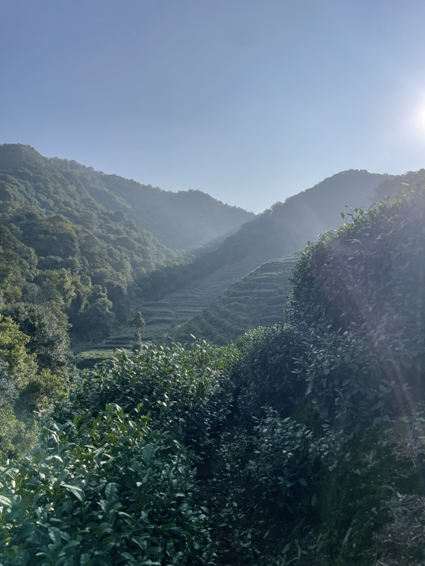 虎跑冷泉-马儿山-贵人阁-白鹤峰