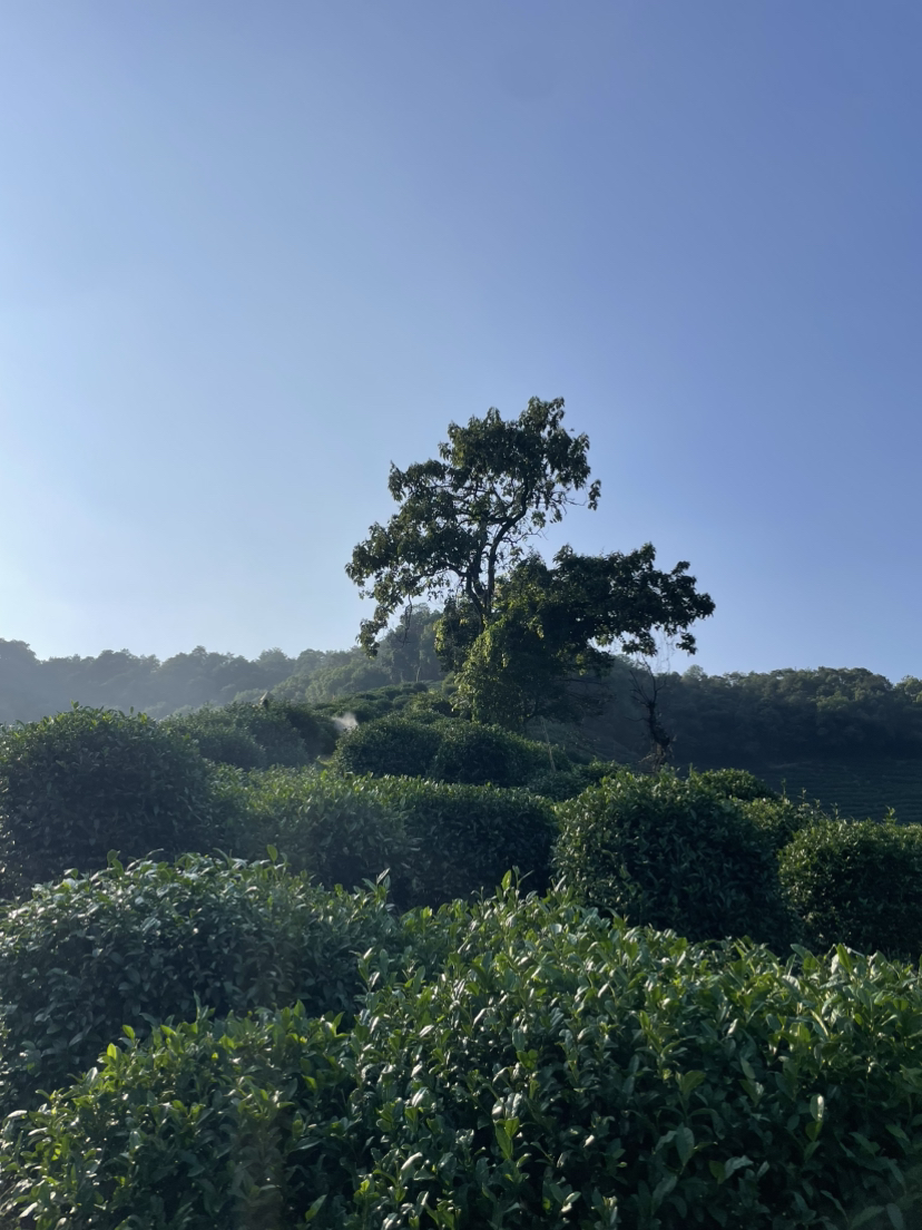 虎跑冷泉-马儿山-贵人阁-白鹤峰