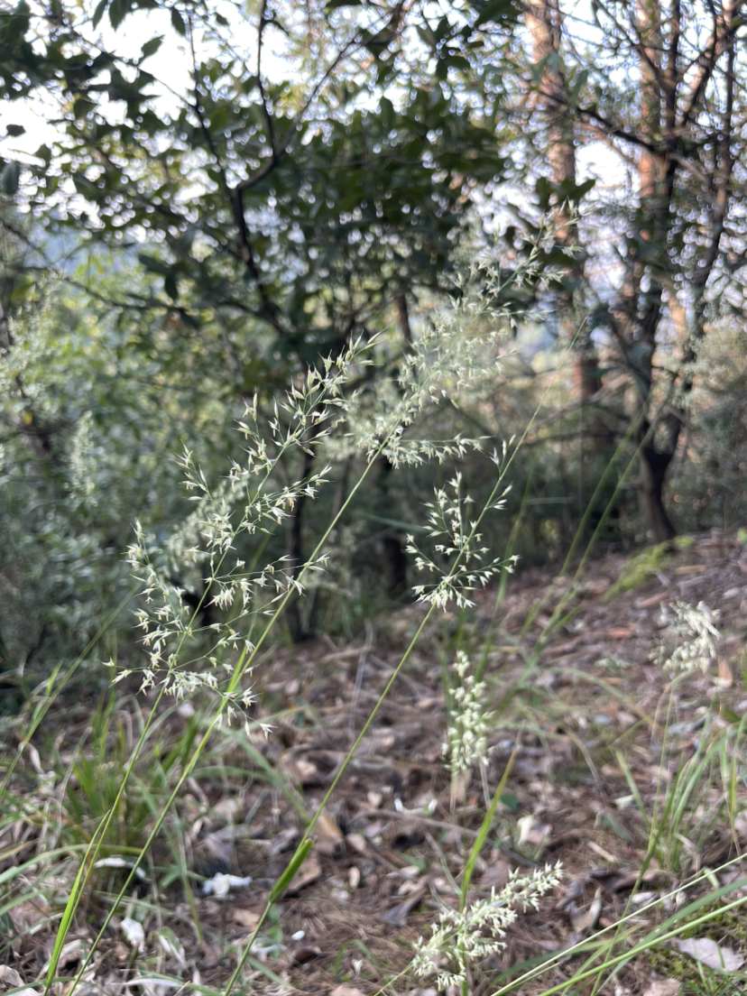 虎跑冷泉-马儿山-贵人阁-白鹤峰