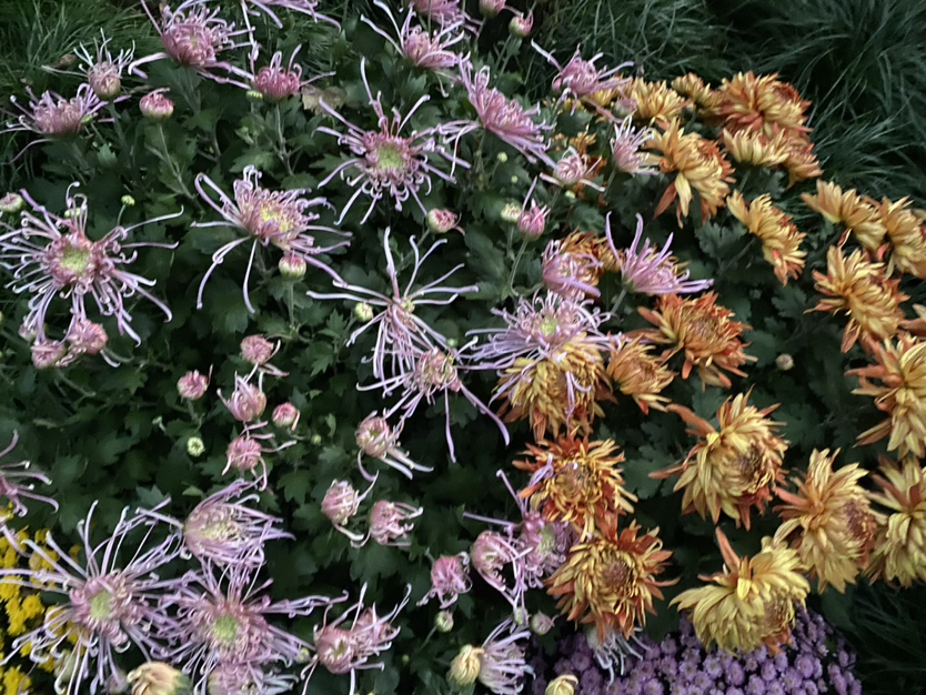 植物园的菊花展