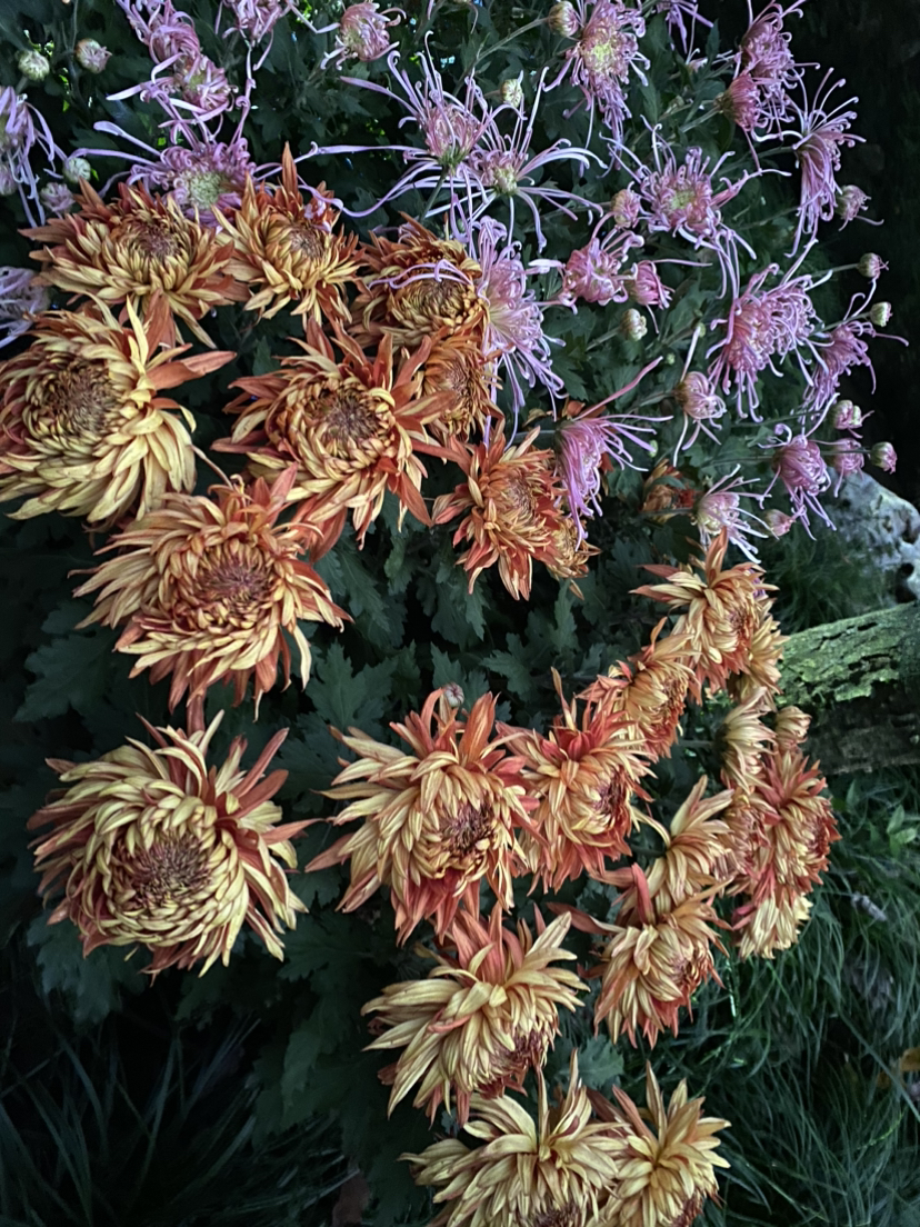 植物园的菊花展