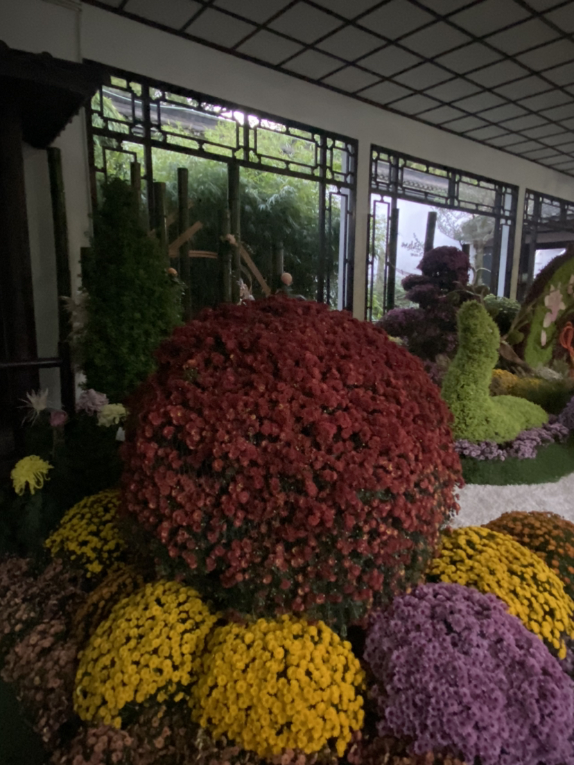 植物园的菊花展