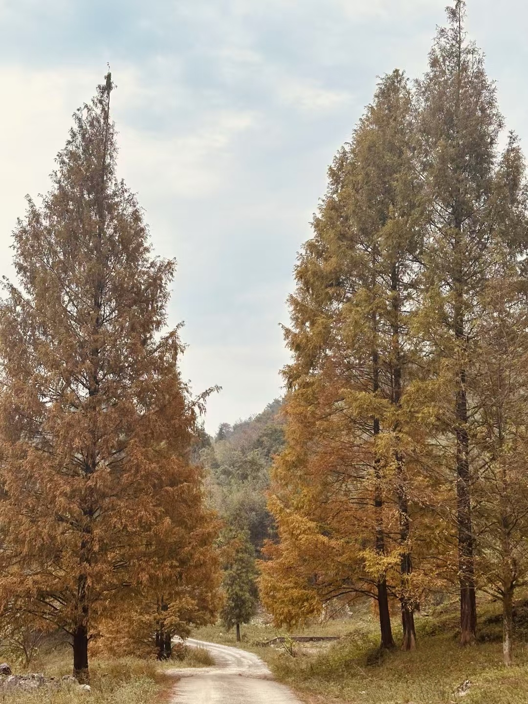 华蓥山水杉山庄徒步