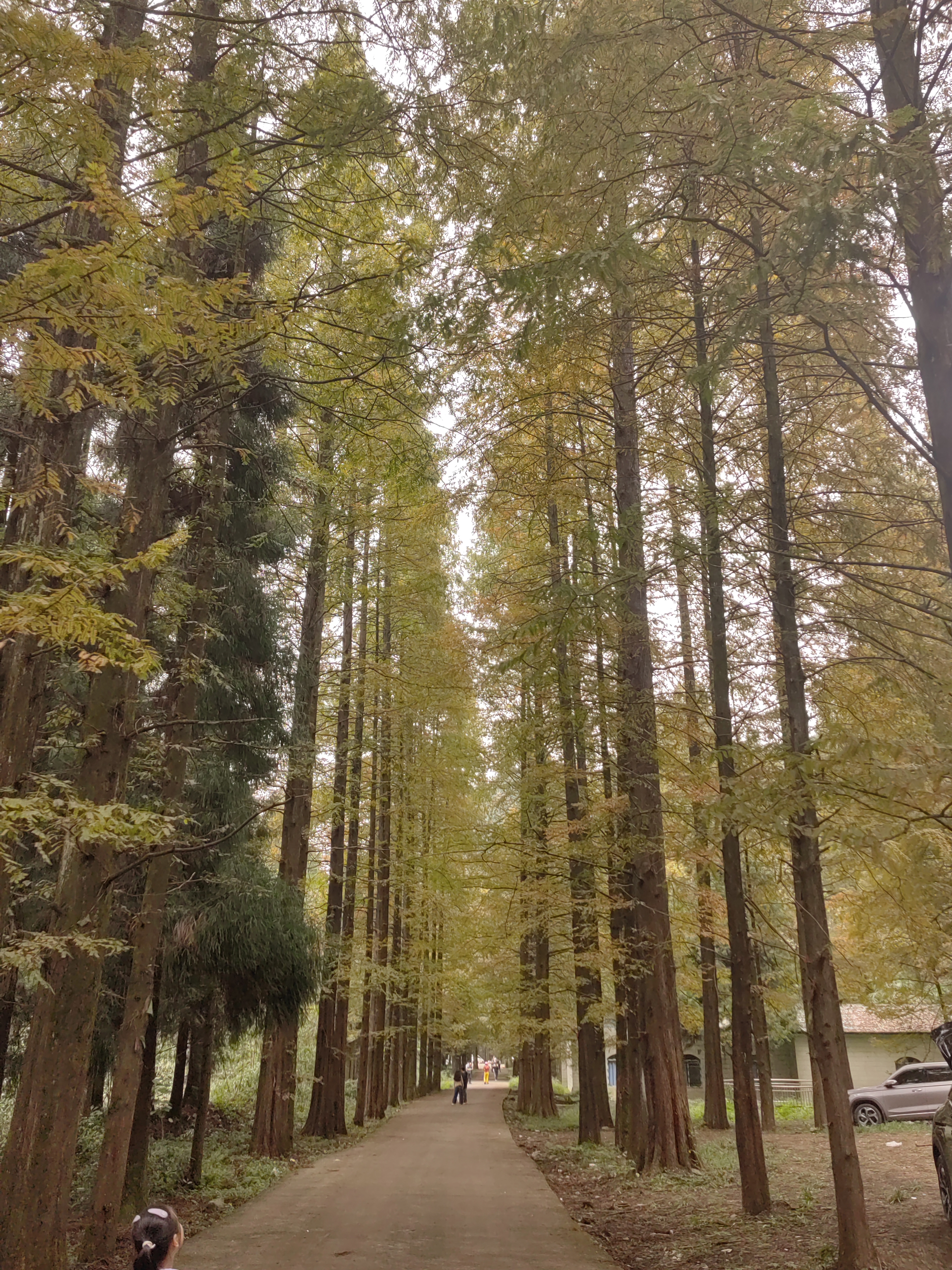华蓥山水杉山庄徒步