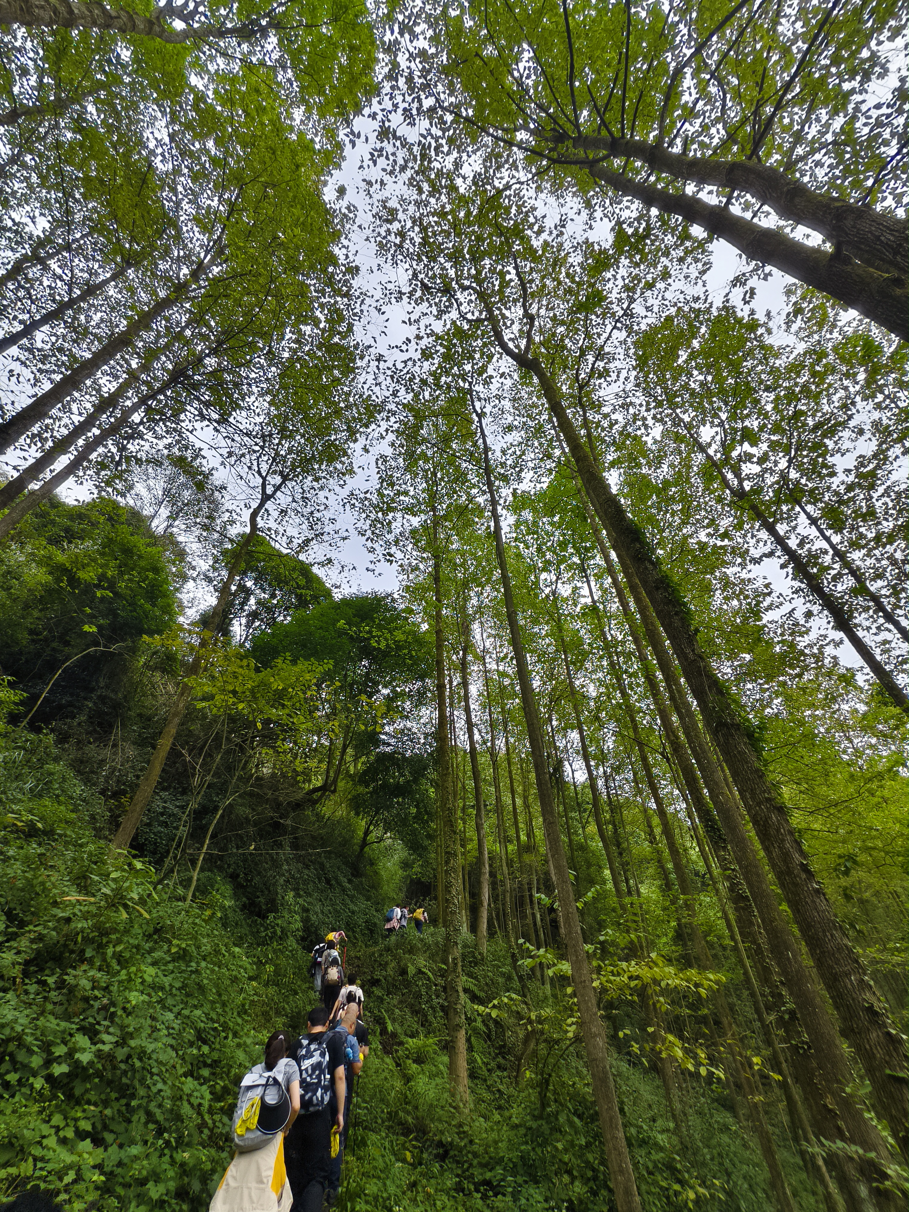 华蓥山水杉山庄徒步