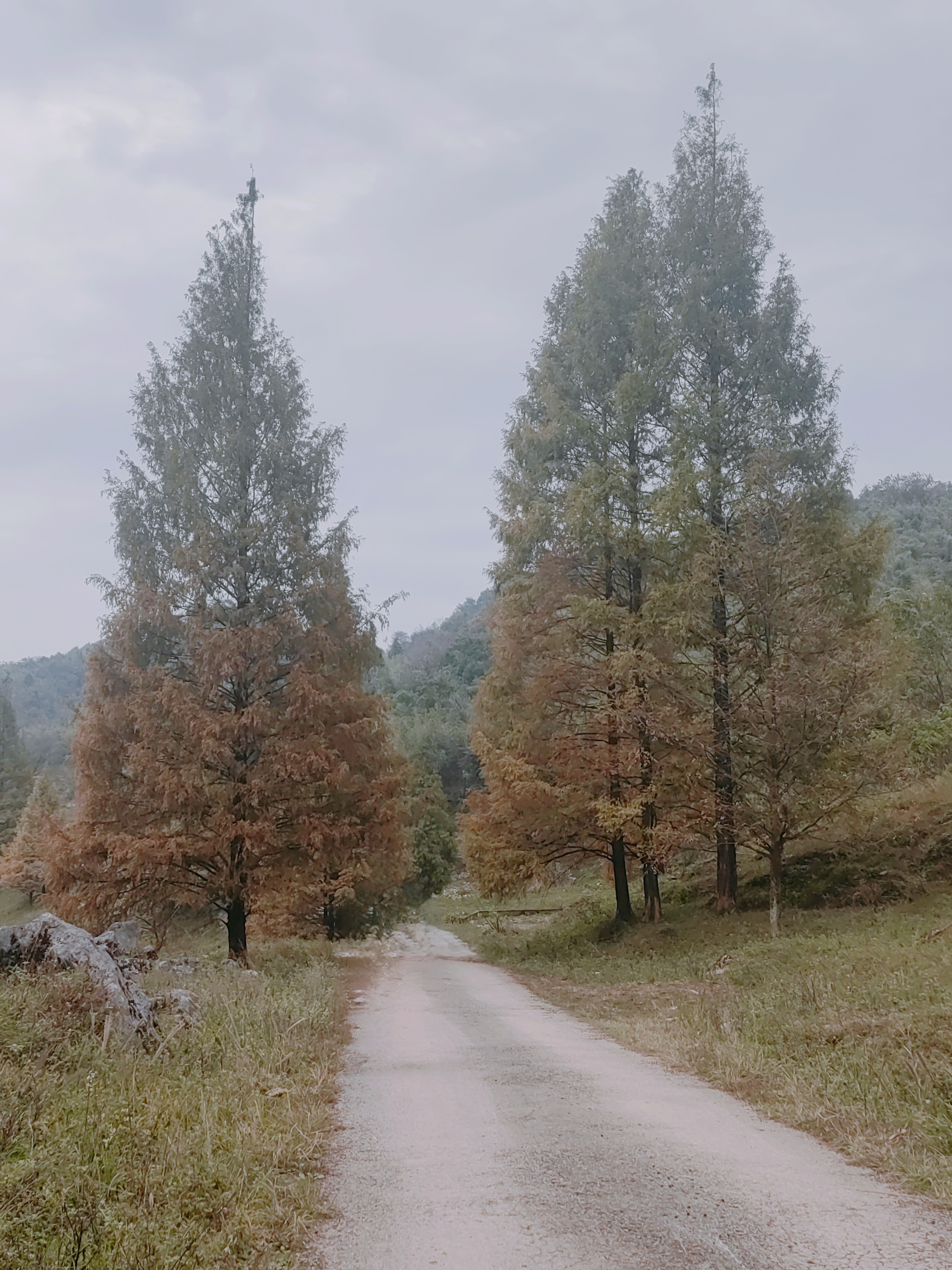 华蓥山水杉山庄徒步
