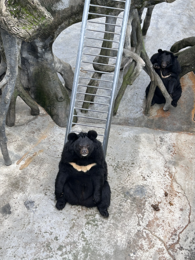 《安吉中南百草园游记》