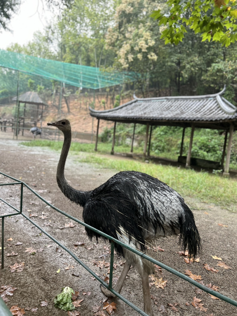《安吉中南百草园游记》