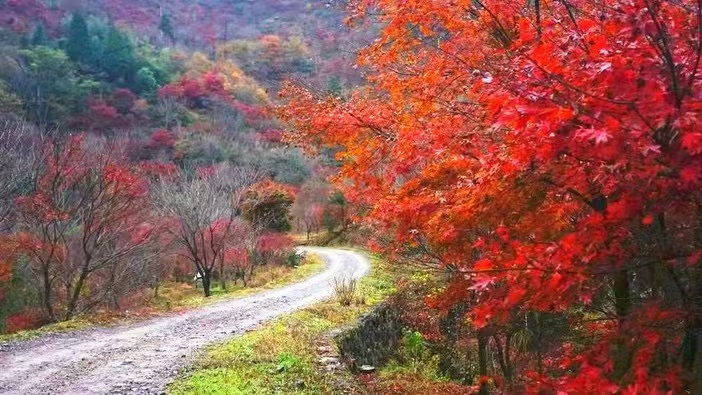 红枫谷