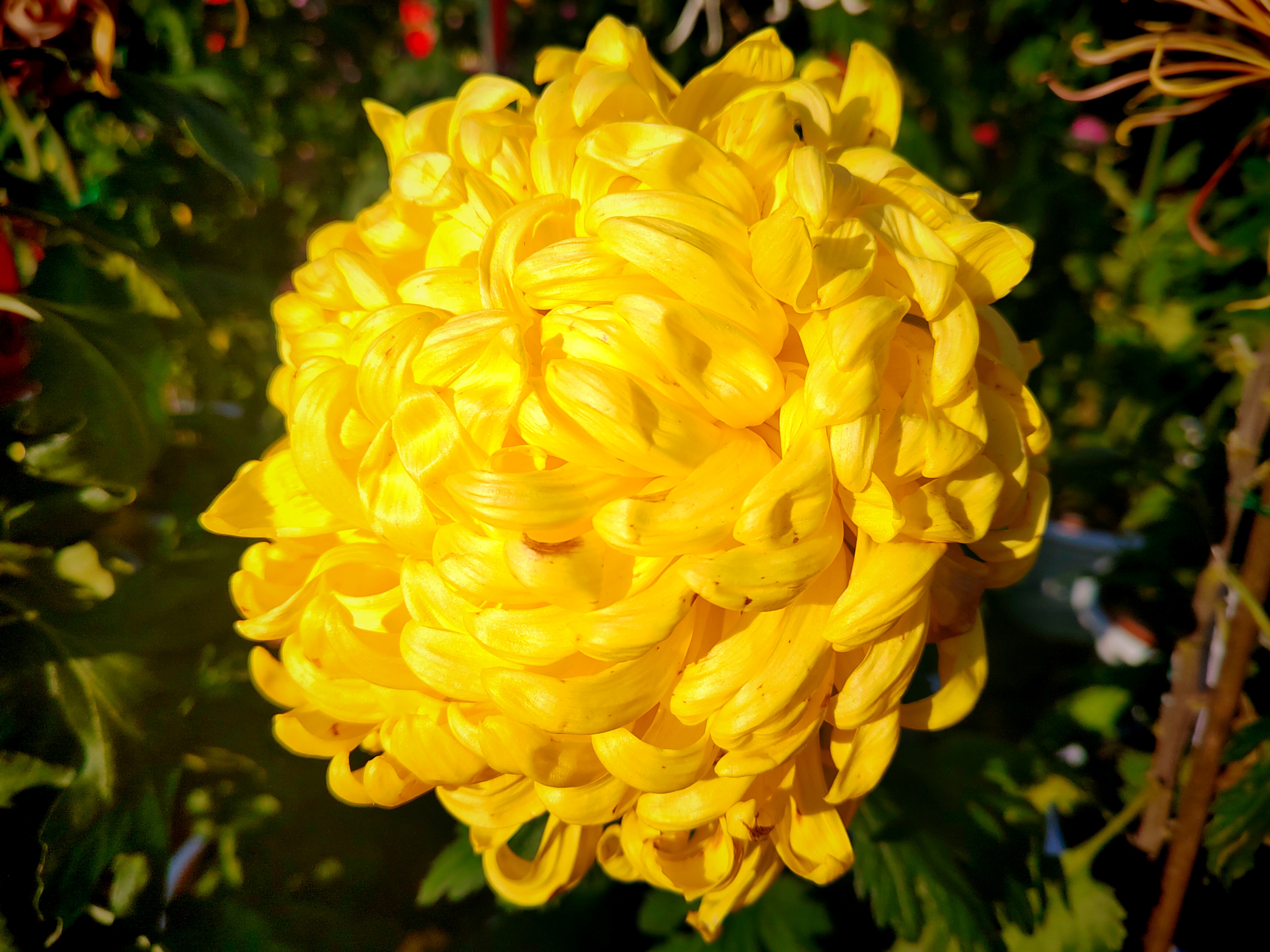 菊花展钱塘分会场