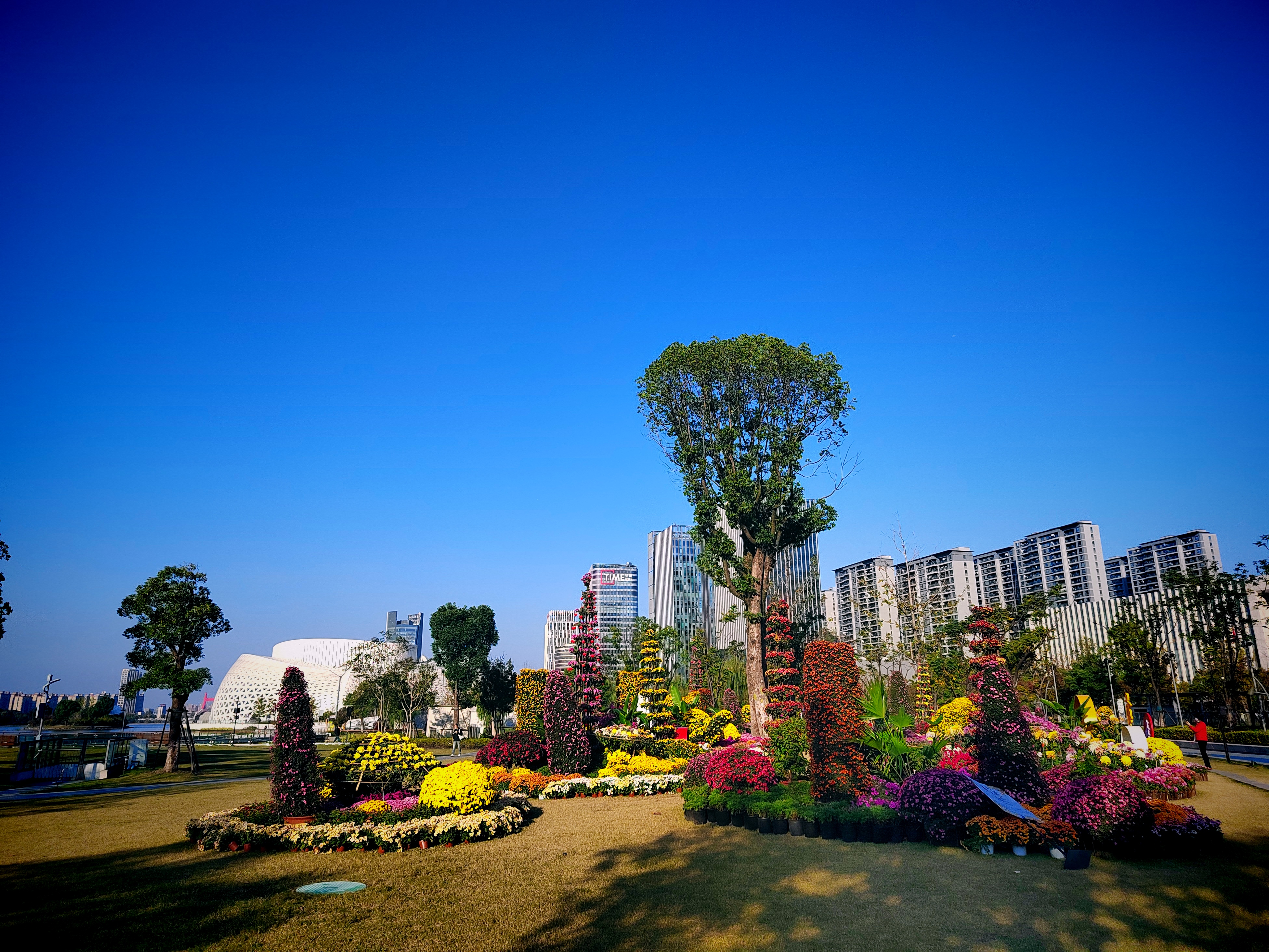 菊花展钱塘分会场