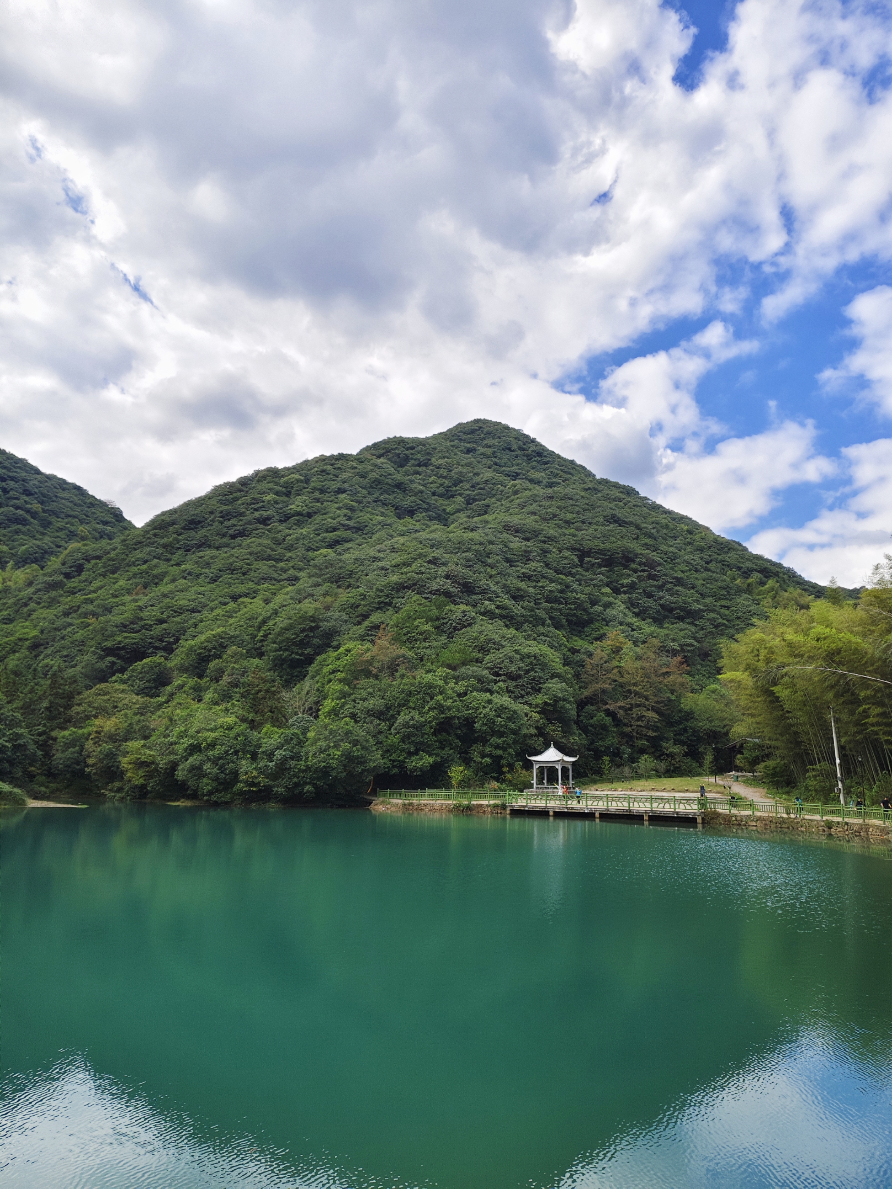 阳光下的水杉林在发光