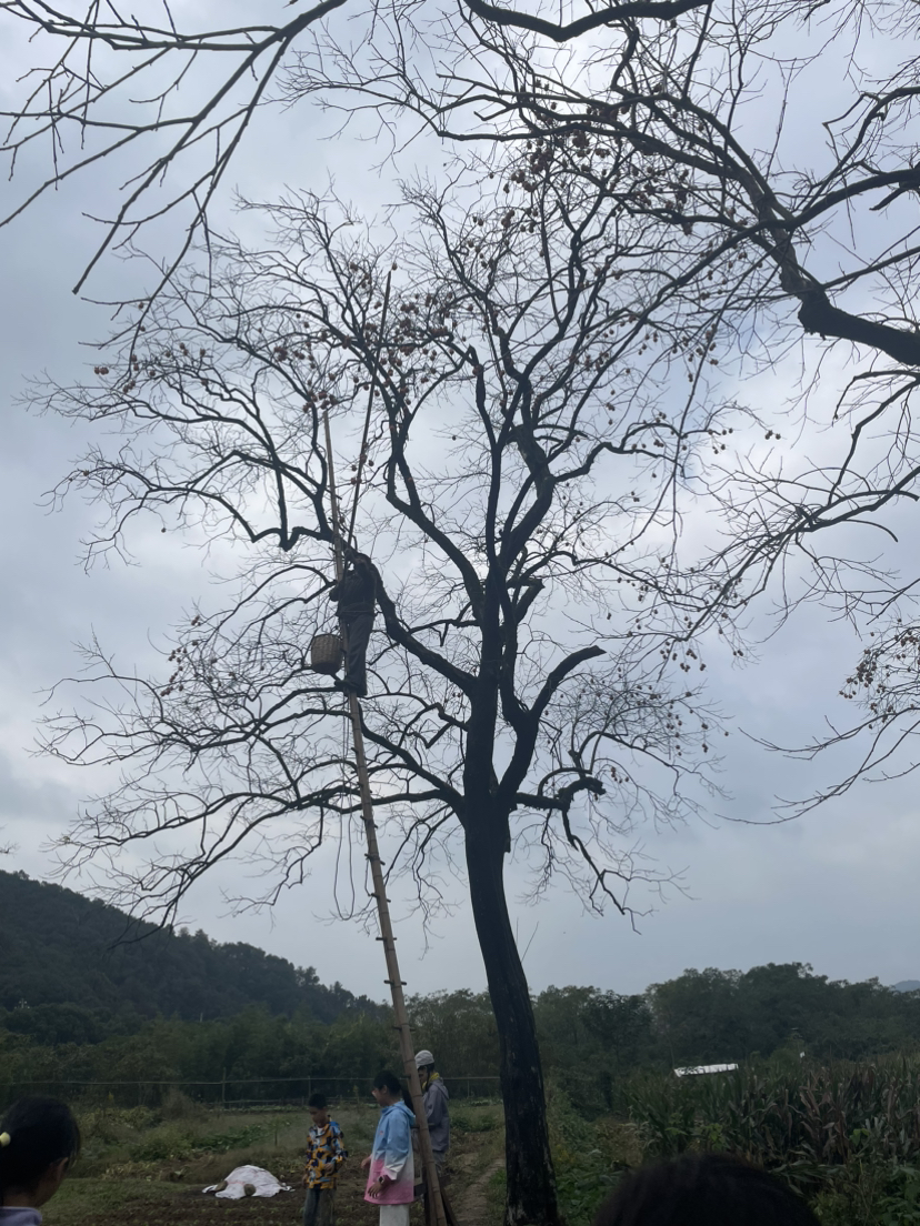 诸暨王村柿子