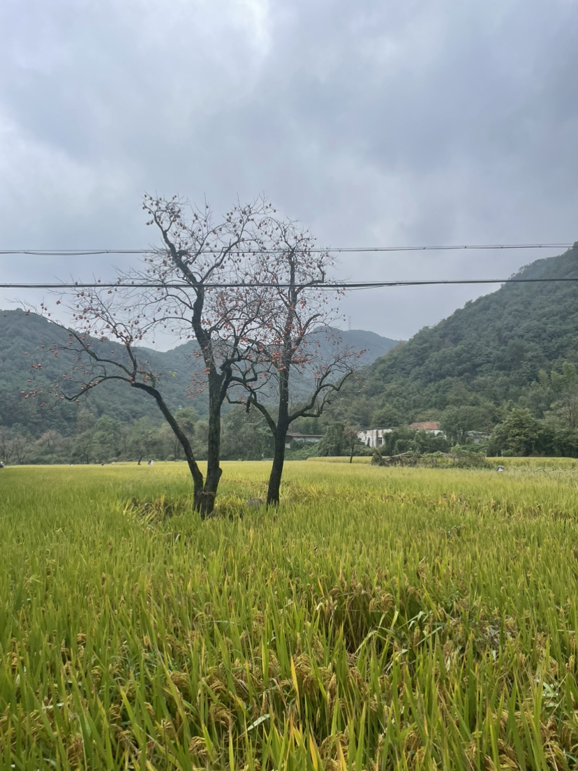 诸暨王村柿子