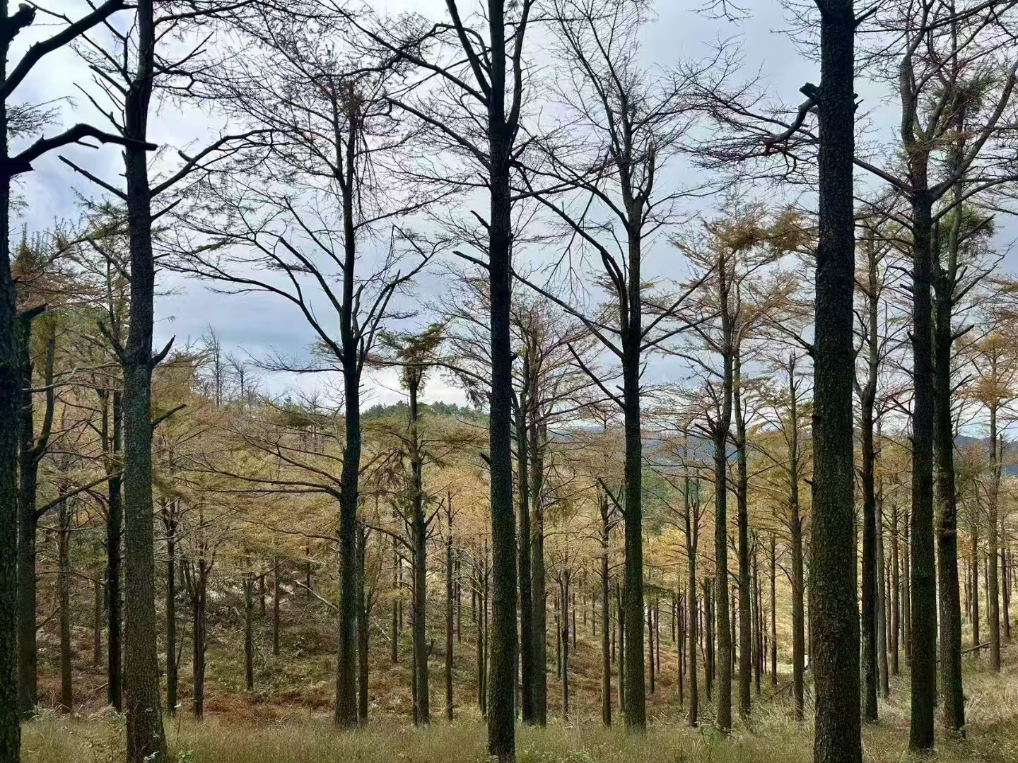 华盖山旅游