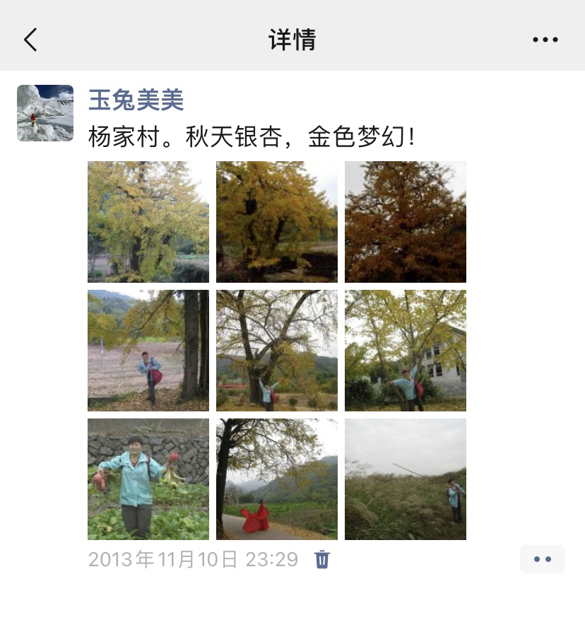 又见杨家村的银杏黄了……