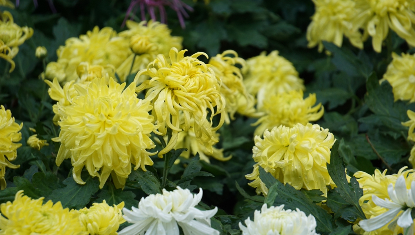 菊