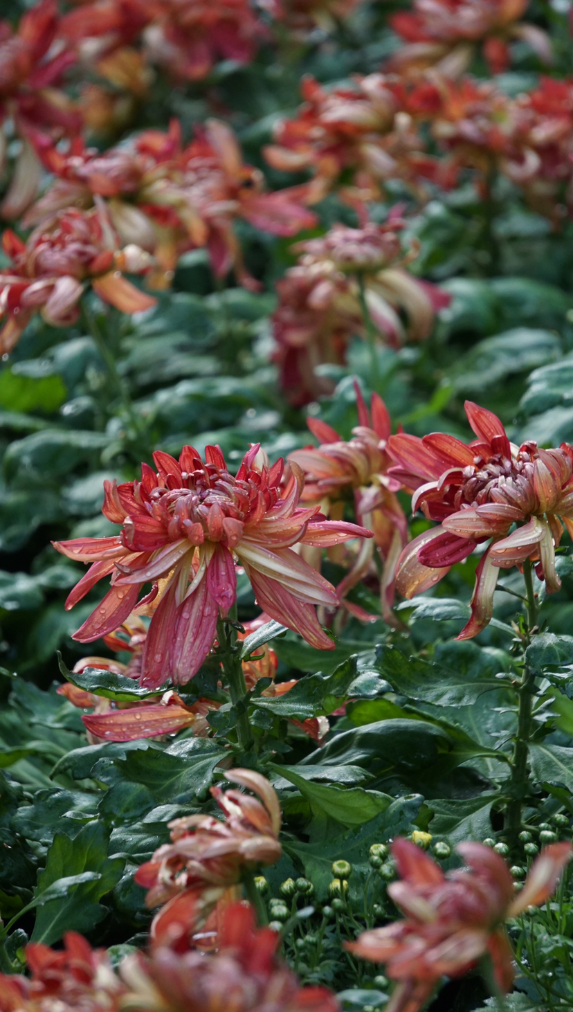 菊