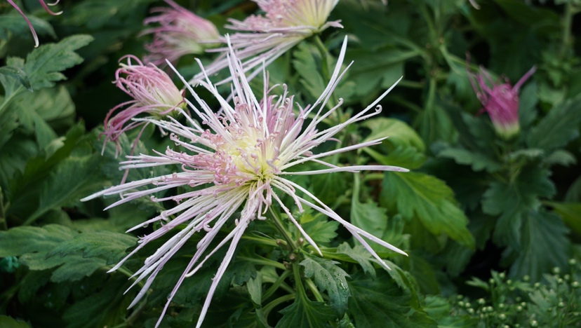 菊