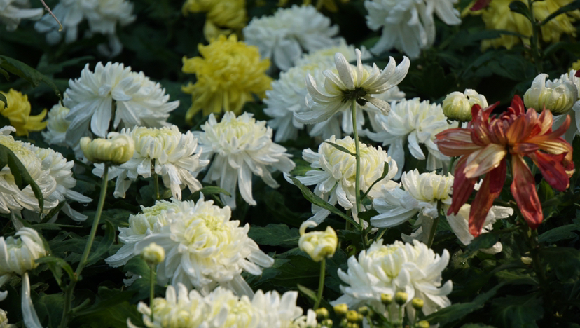 菊
