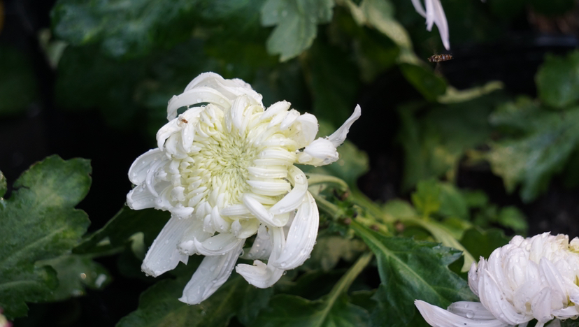 菊