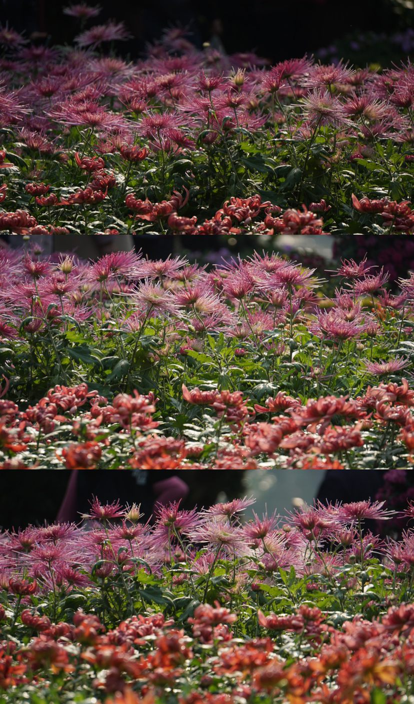 菊