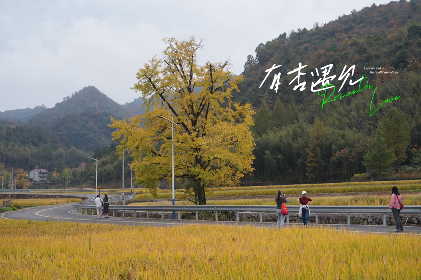 杨家村的稻田