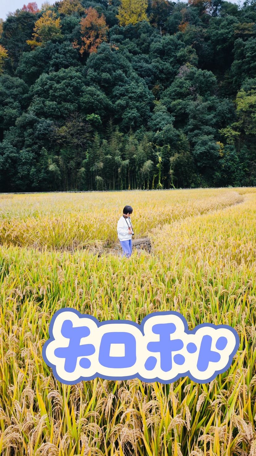 杨家村的稻田
