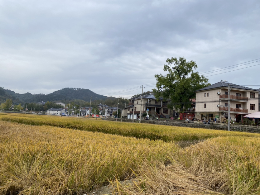 杨家村的稻田