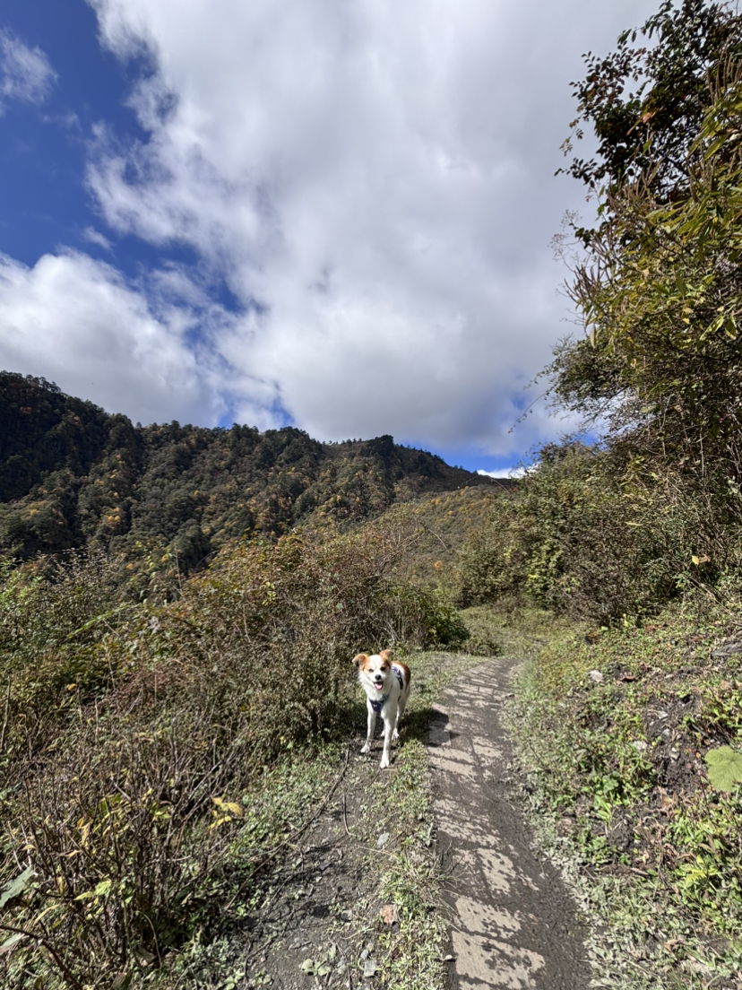 勇敢小狗来老鸦山跑酷啦