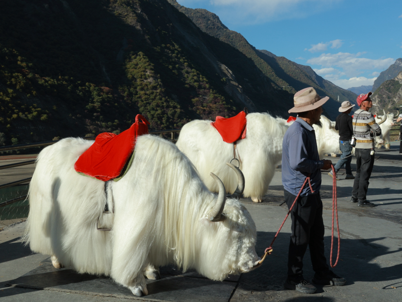 九寨秋色环线之穿越彩林与冰川的奇幻之旅